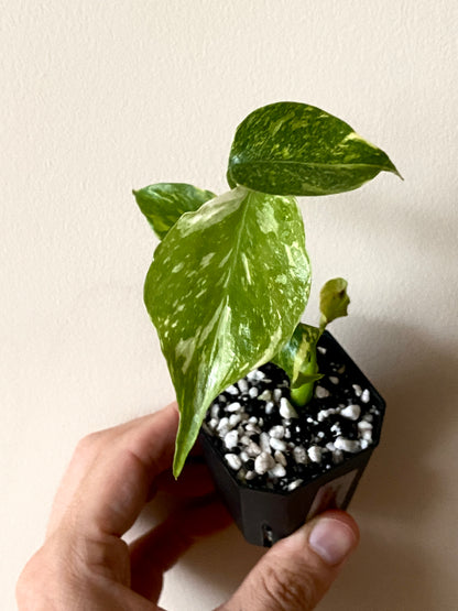Monstera Deliciosa Electrolyte | 5 cm pot [A]