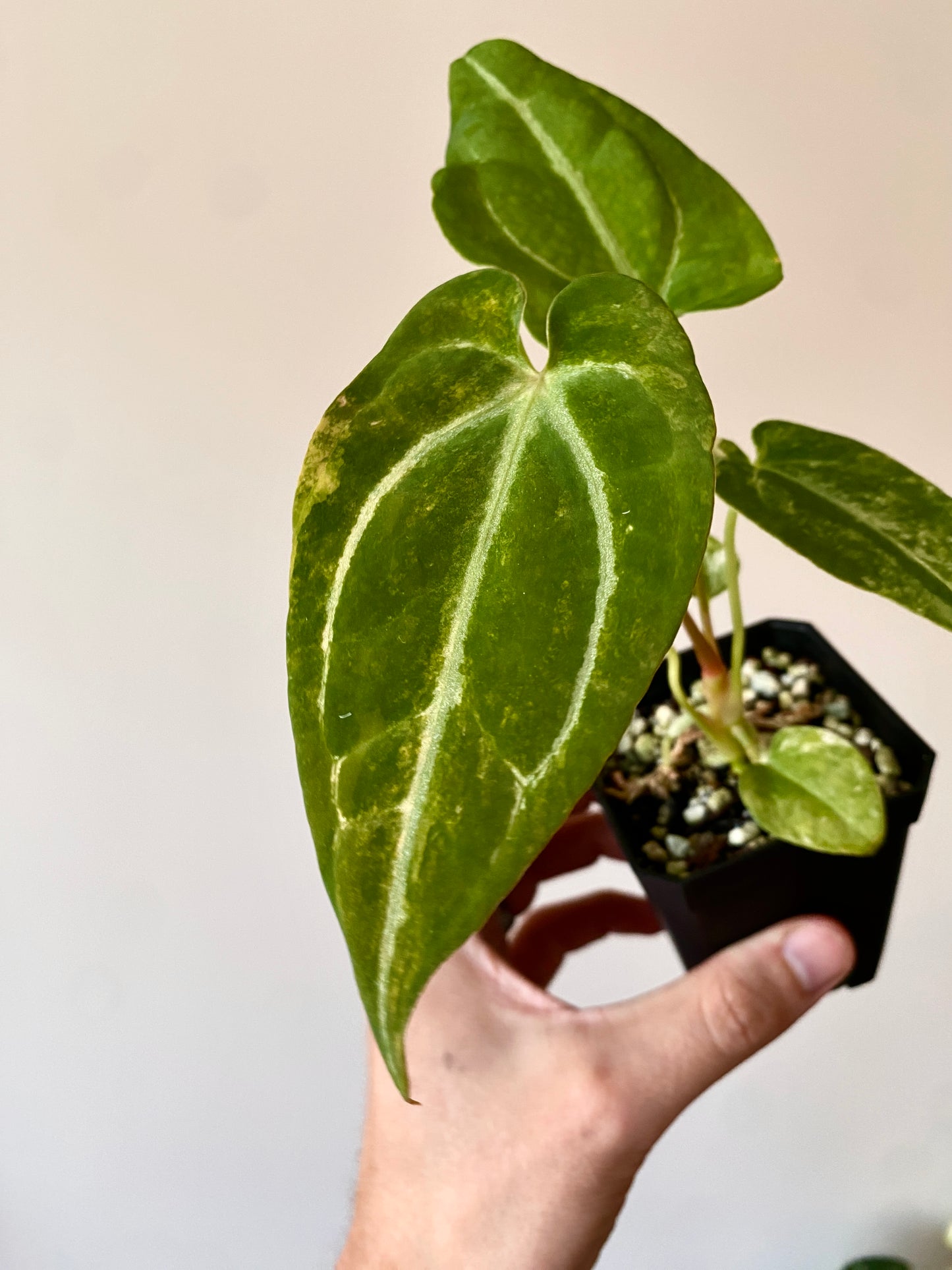 Anthurium Papillilaminum Hb variegated X Forgetii | 7 cm pot