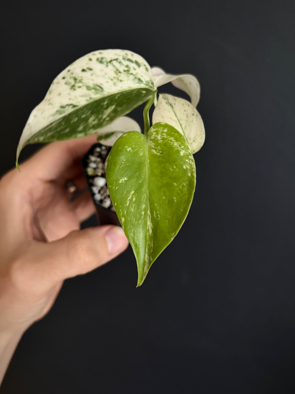 Monstera Star Shadow | 5 cm pot [B]
