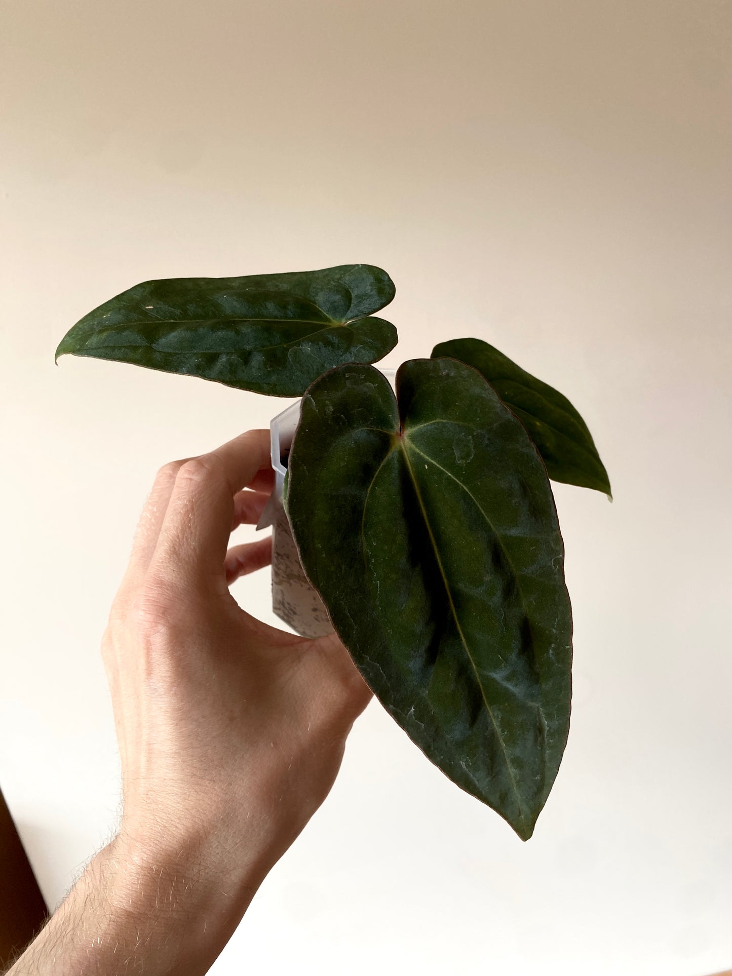 Anthurium (DressCarla x BVEP) X (Carlablackiae x Papillilaminum) | 7 cm pot [A]