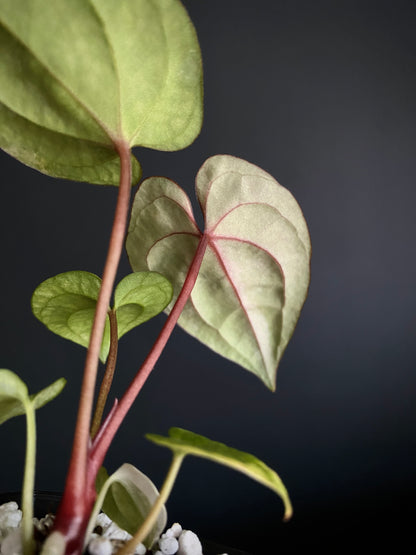 Anthurium Papillilaminum var X Guna Yala (S1) | 7 cm pot