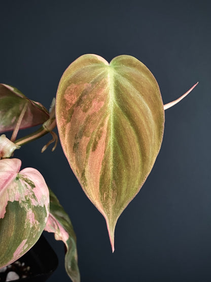 Philodendron Micans variegata | 7 cm pot [B]