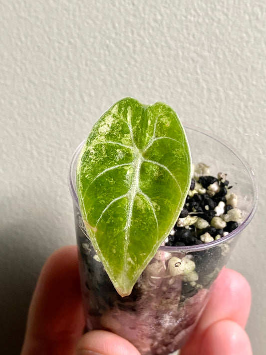 Alocasia Watsoniana doff albo/pink variegated | 3 cm pot [C]