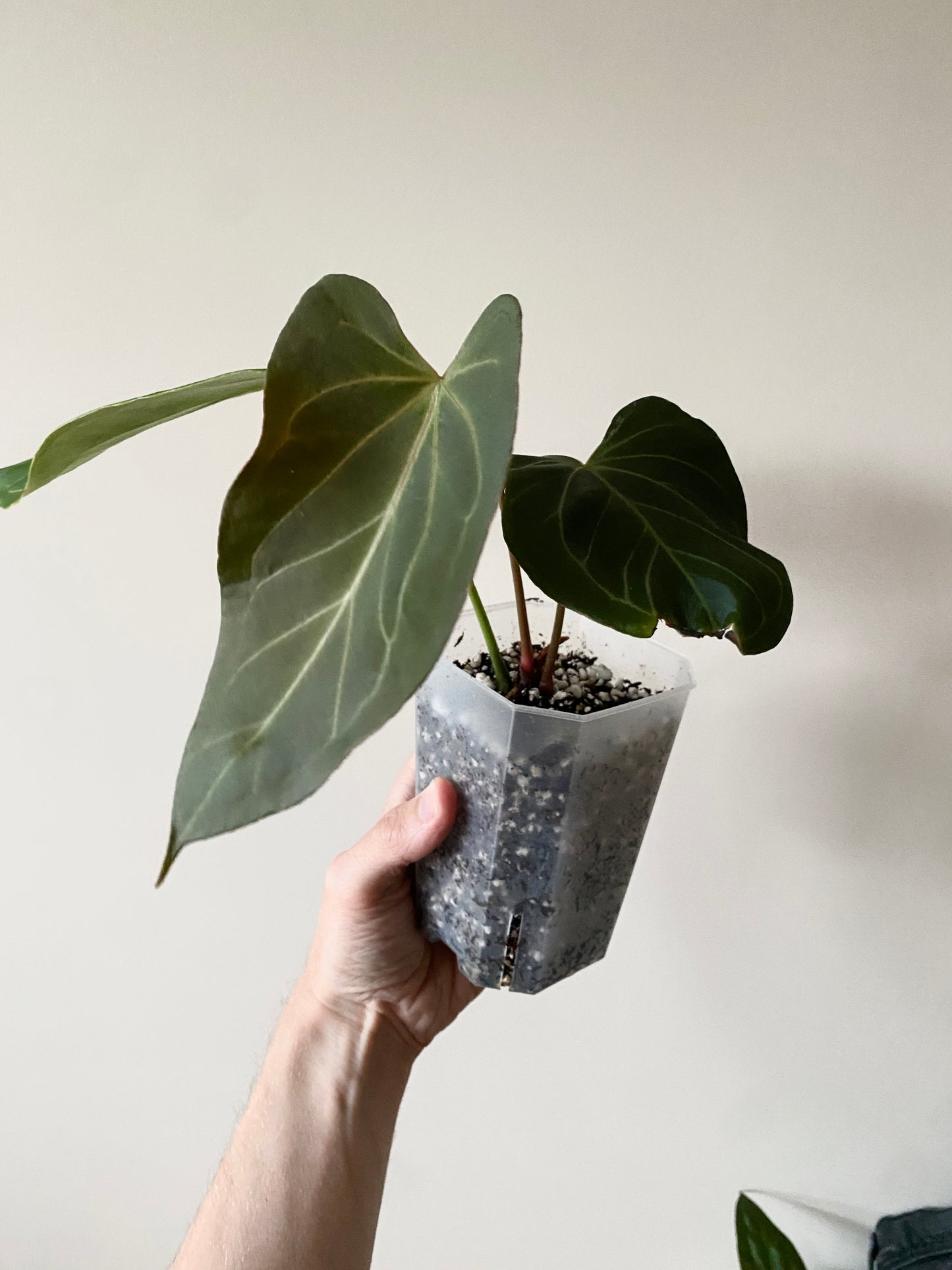 Anthurium King of Spades (KOS) X Blacksweet | 9 cm pot