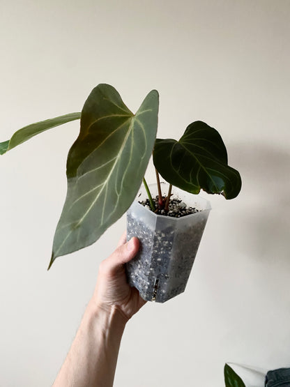 Anthurium King of Spades (KOS) X Blacksweet | 9 cm pot