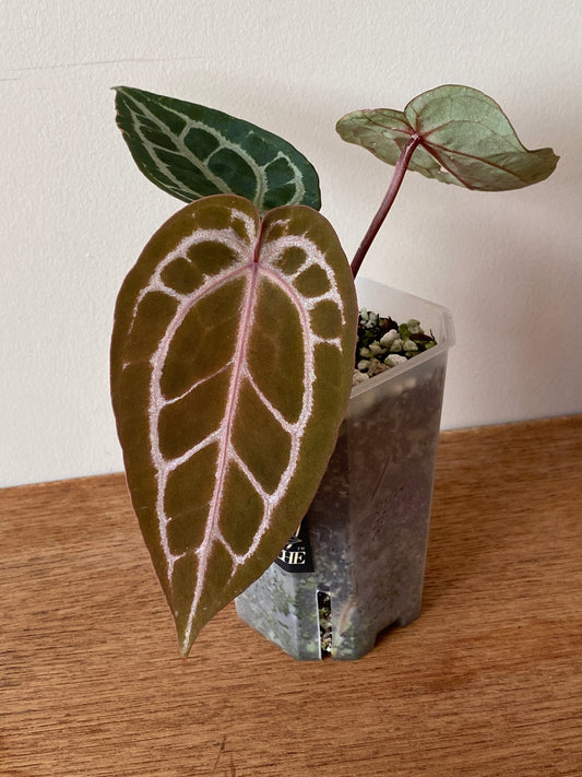 Anthurium Michelle | 7 cm pot