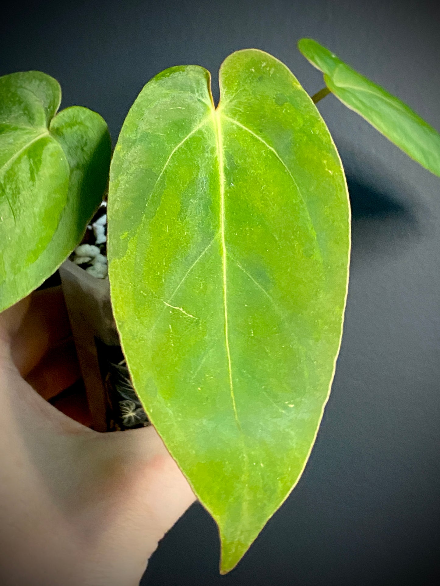 Anthurium Goliath (x self) variegated | 7 cm pot