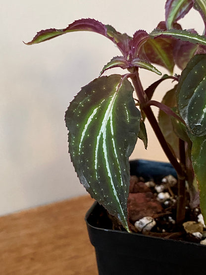 Sonerila sp. Borneoensis  | 6 cm pot [A]