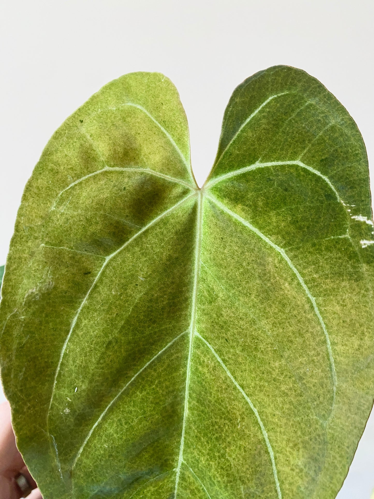 Anthurium X-one X Blue Papillilaminum mint variegated | 7 cm pot