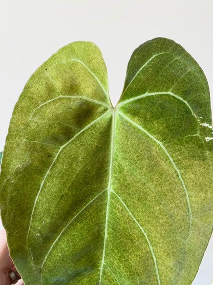 Anthurium X-one X Blue Papillilaminum mint variegated | 7 cm pot