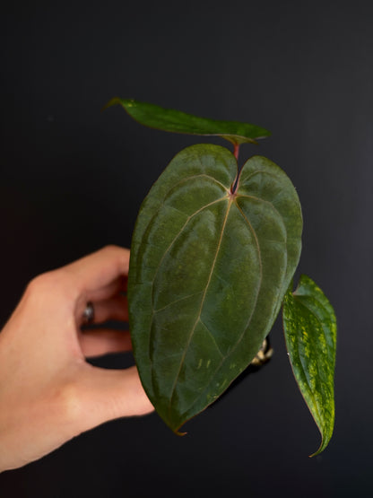 Anthurium Red Vein Dark Phoenix | 7 cm pot [B]