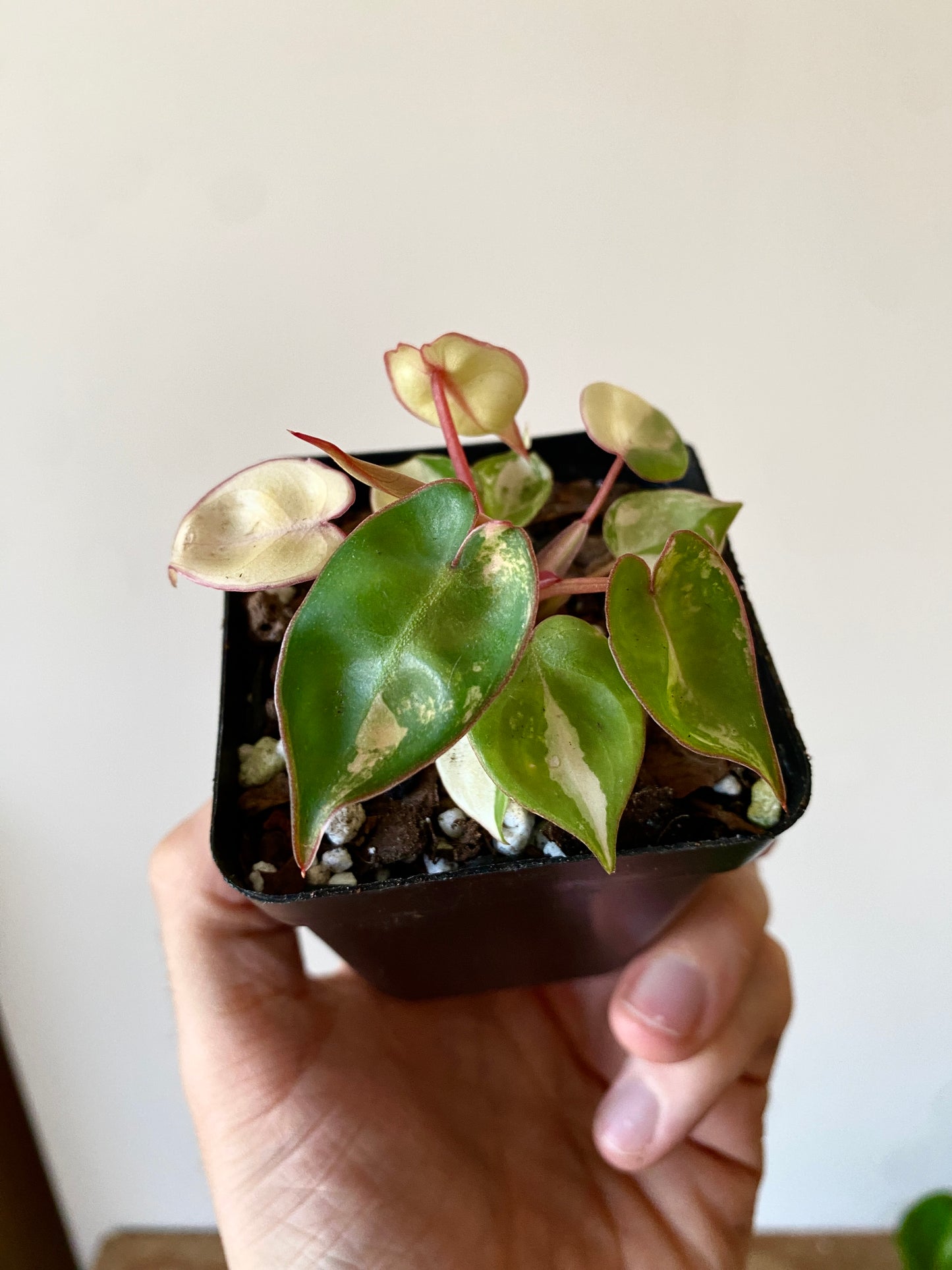 Philodendron Billietiae variegated | 7 cm pot