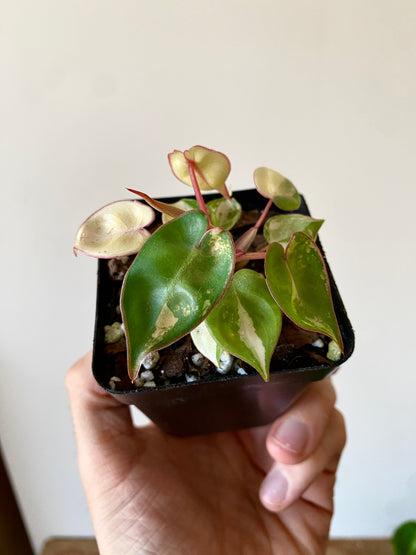 Philodendron Billietiae variegated | 7 cm pot