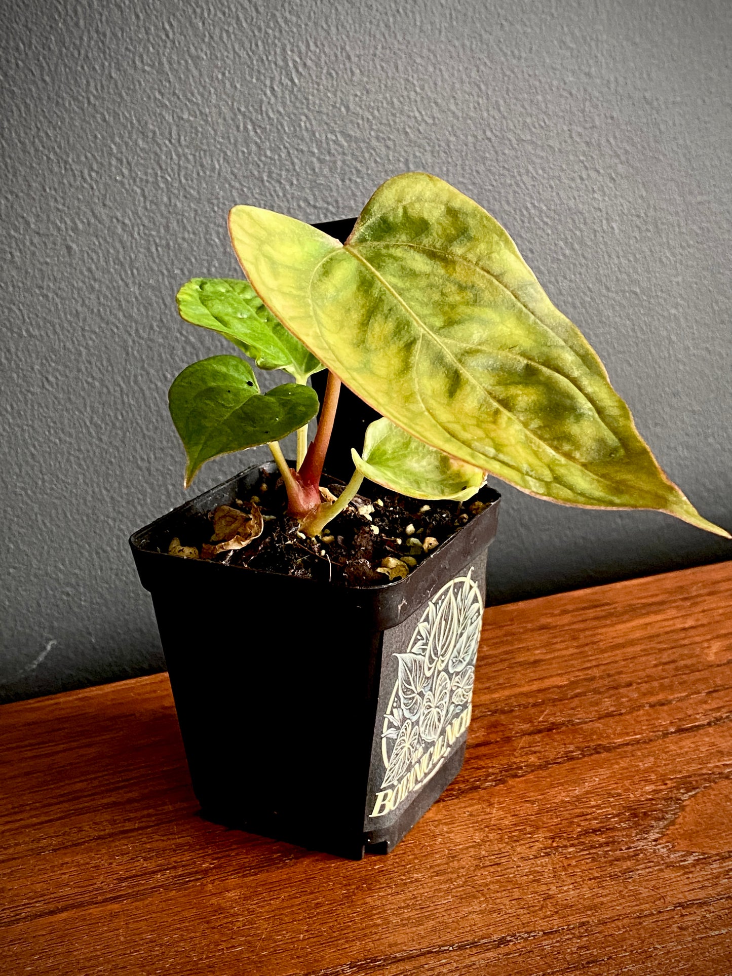 Anthurium Indo Black Widow X (Carlablackiae x Papillaminum) | 7 cm pot