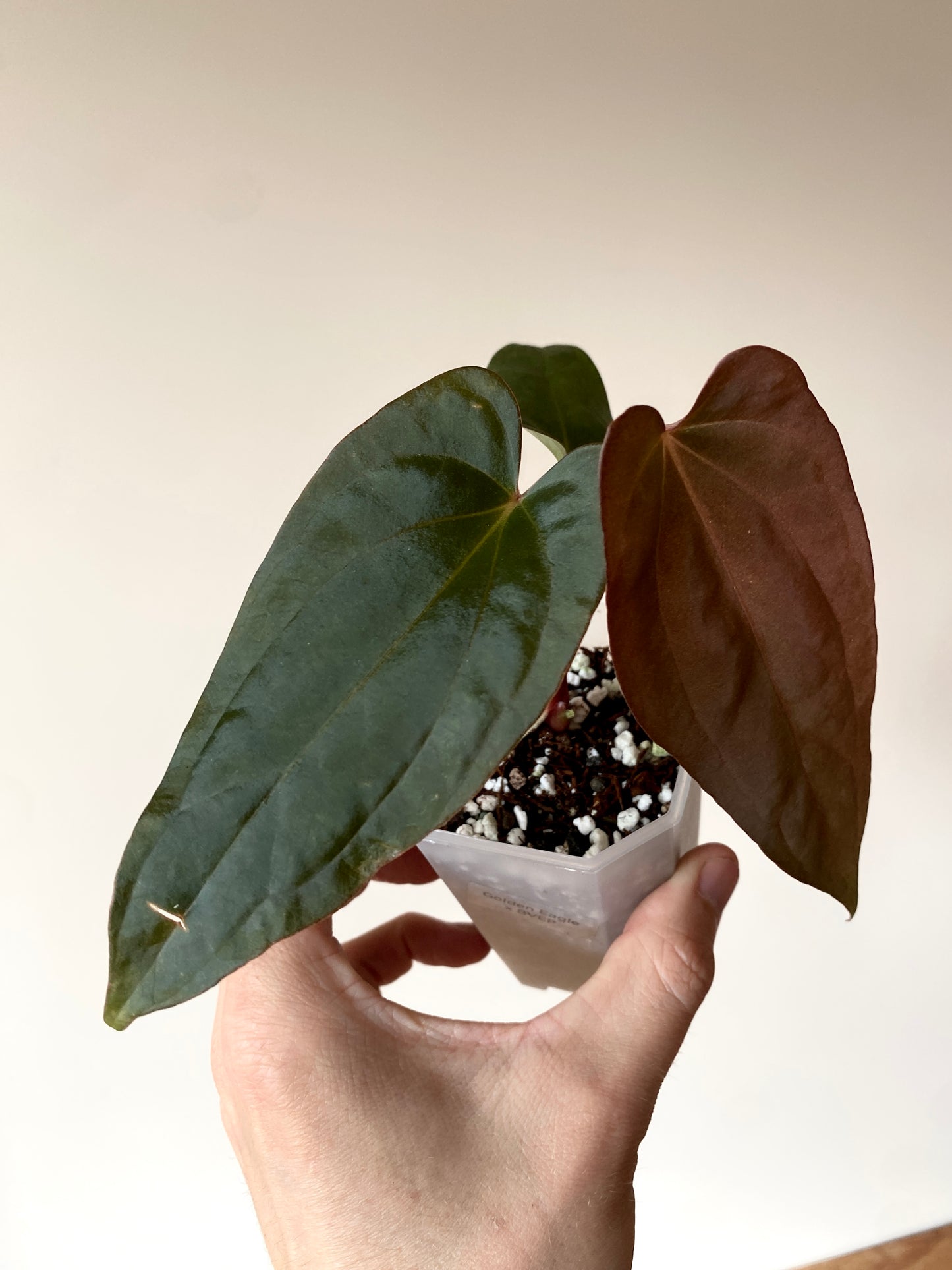Anthurium Golden Eagle X BVEP (R.FxF) | 7 cm pot