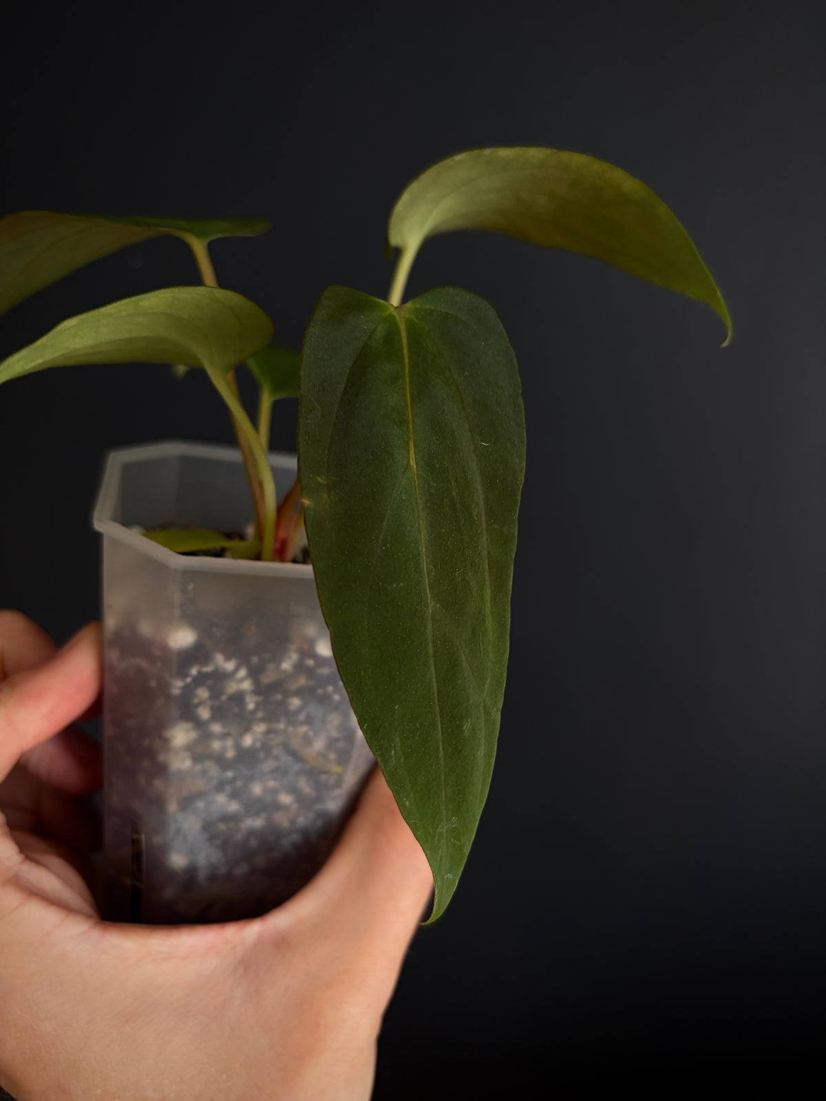 Anthurium Papillilaminum Fort Sherman (x self) | 7 cm pot [A]