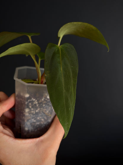 Anthurium Papillilaminum Fort Sherman (x self) | 7 cm pot [A]