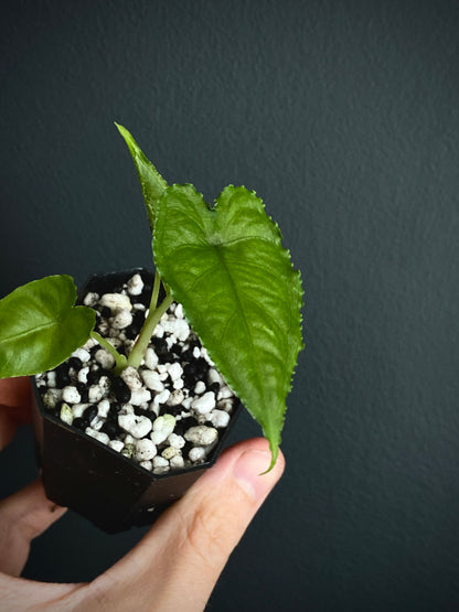 Alocasia Olanii | 5 cm pot [A]