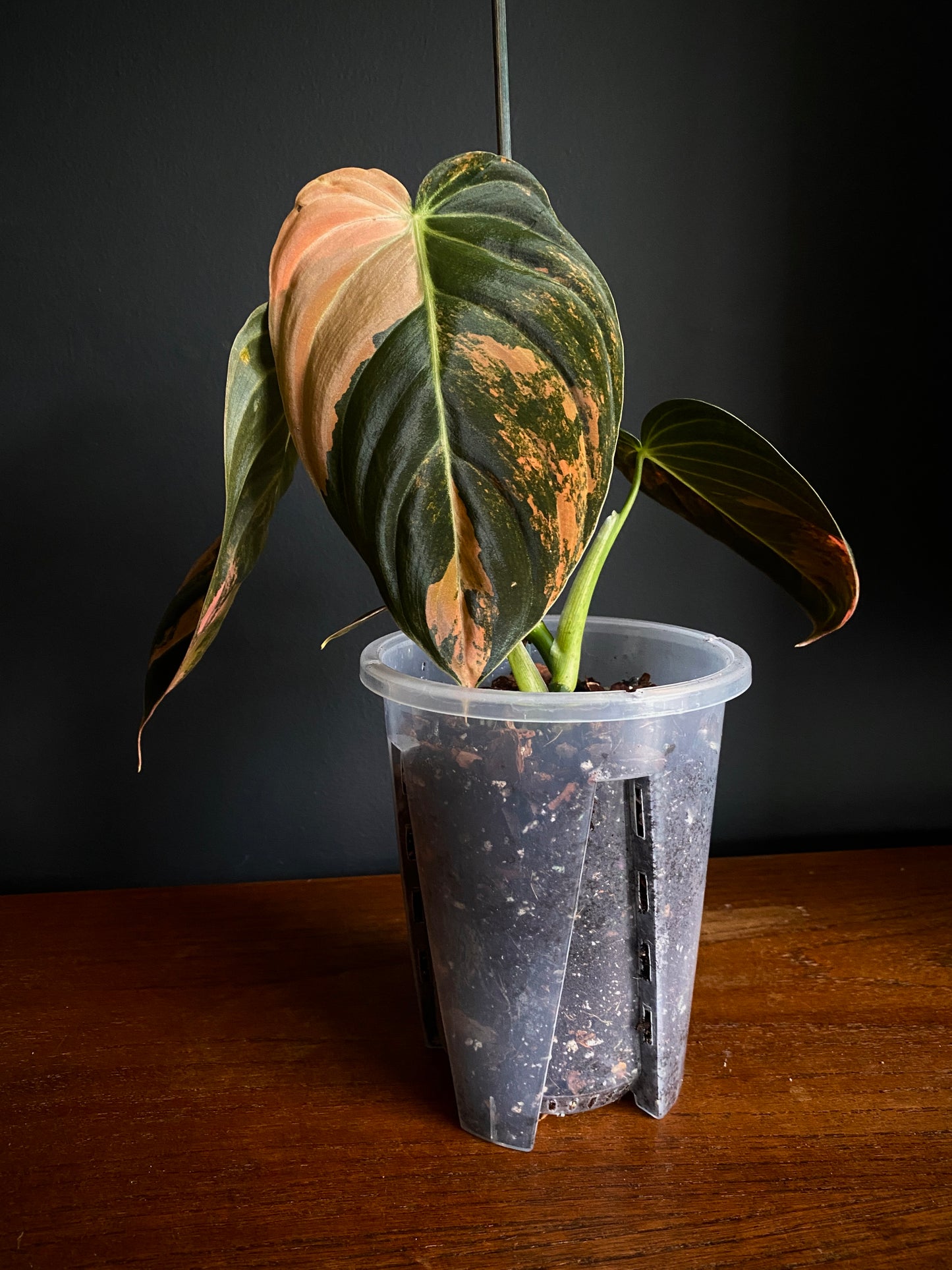Philodendron Melanochrysum Orange variegata | 12 cm pot [B]