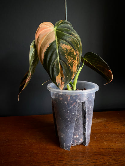 Philodendron Melanochrysum Orange variegata | 12 cm pot [B]