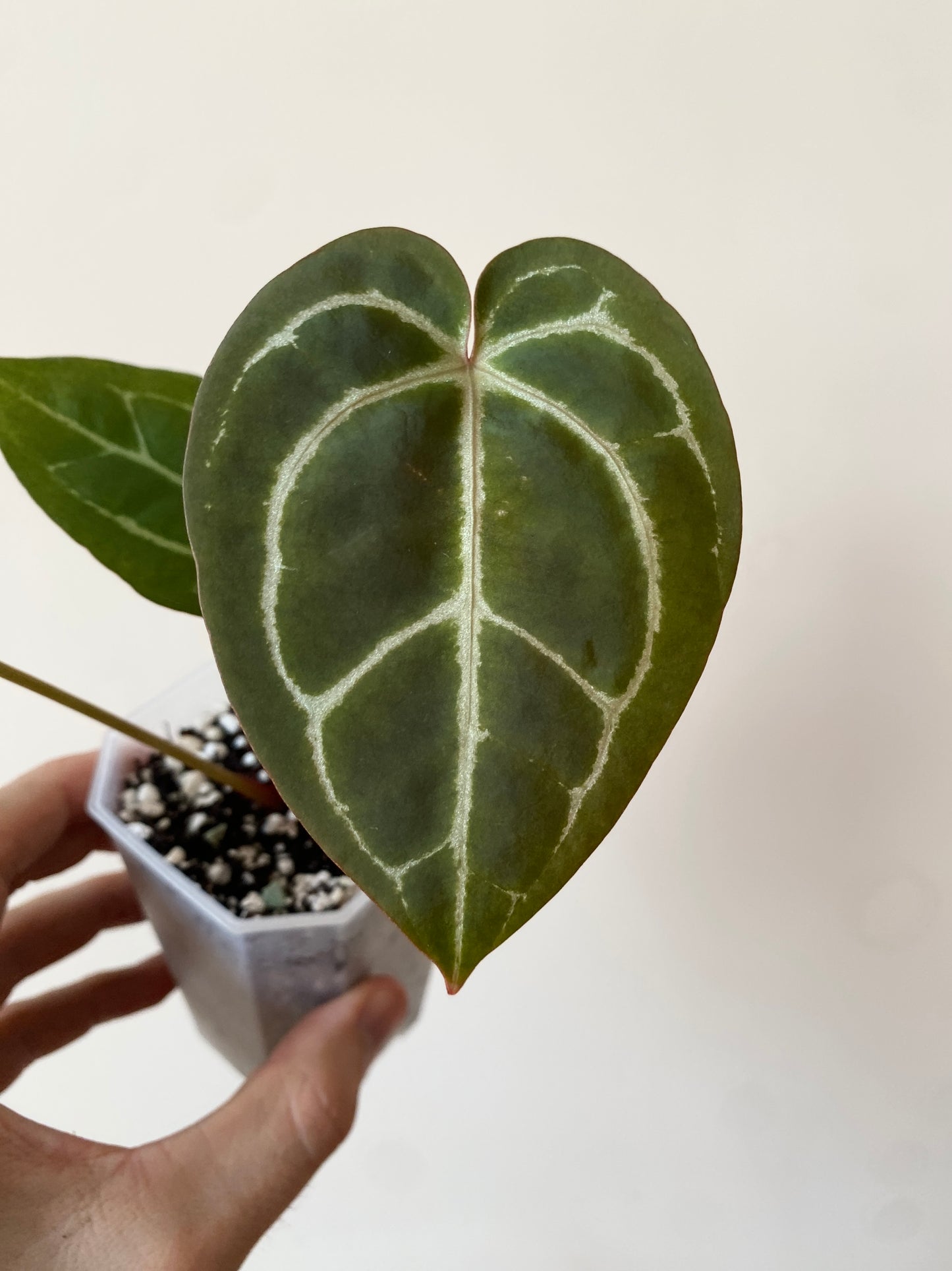 Anthurium Minahasa X (Michelle x Zara x AOS) | 7 cm pot