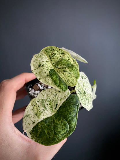 Alocasia Dragonscale Mint variegata | 7 cm pot