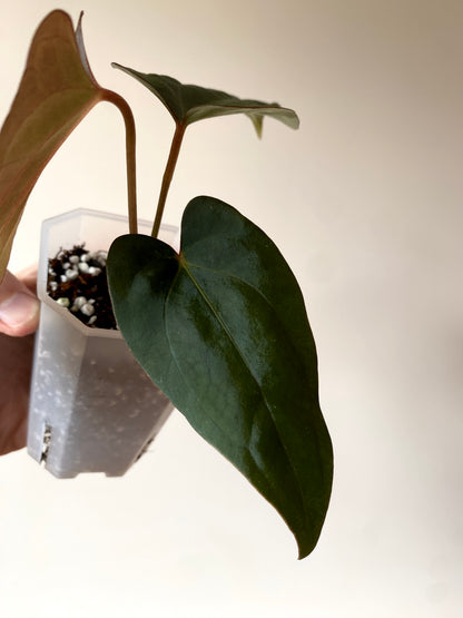 Anthurium Golden Eagle X BVEP (R.FxF) | 7 cm pot