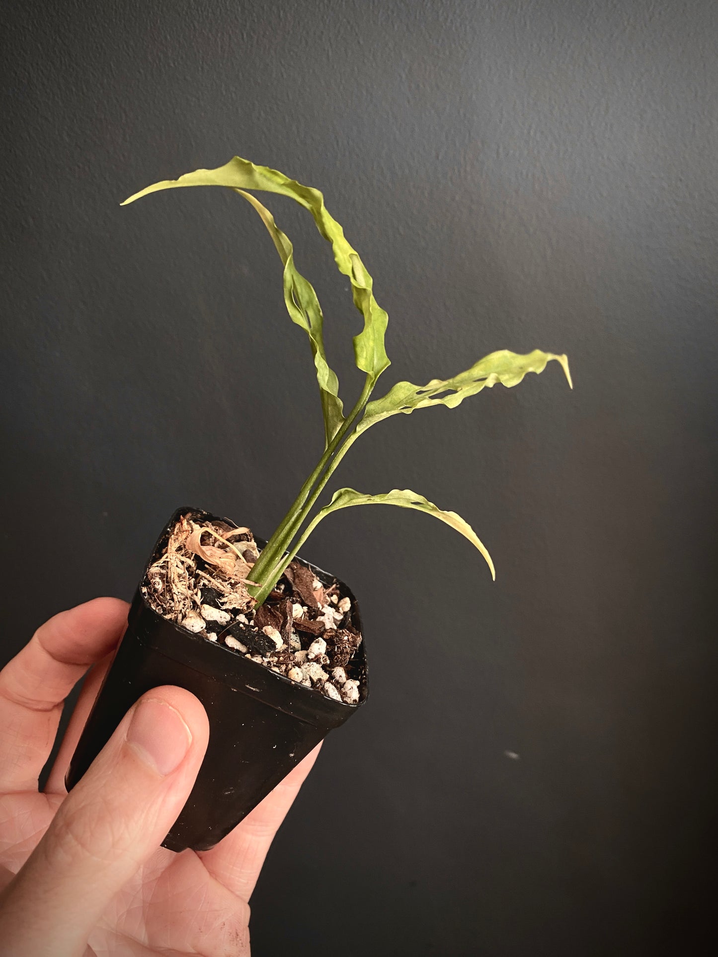 Monstera Obliqua Peru | 6 cm pot
