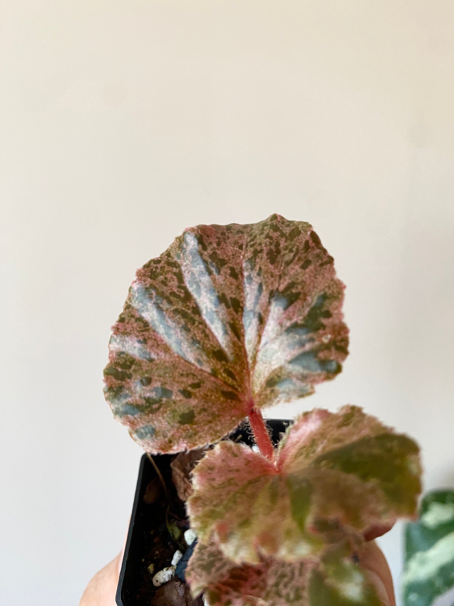 Begonia Cucullata Pink variegated | 5 cm pot