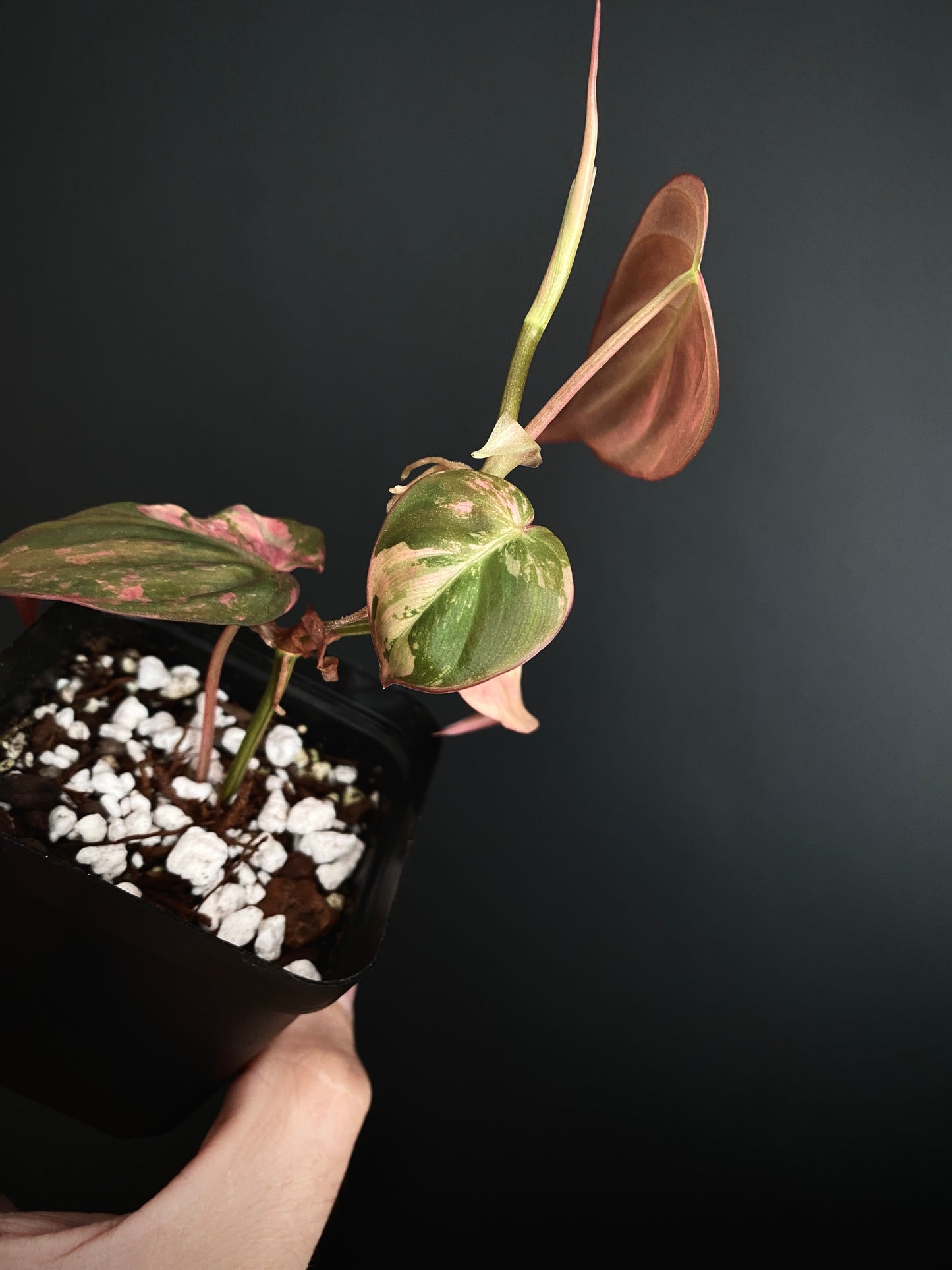 Philodendron Micans variegata | 7 cm pot [B]