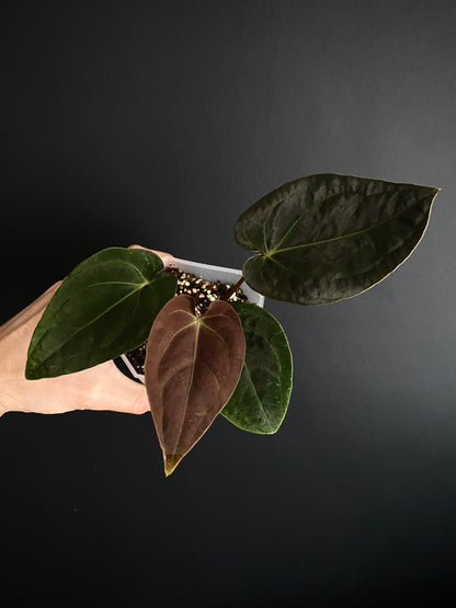 Anthurium Papillilaminum Legend x self | 9 cm pot