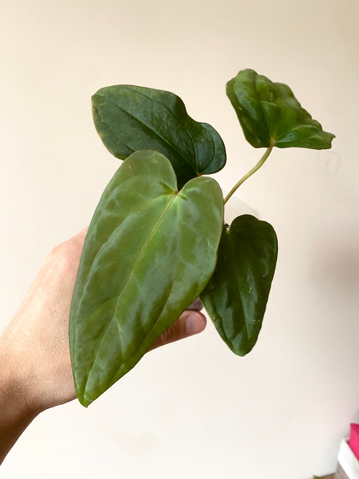 Anthurium Antolakii/BVEP (Scott x Tezula) | 7 cm pot