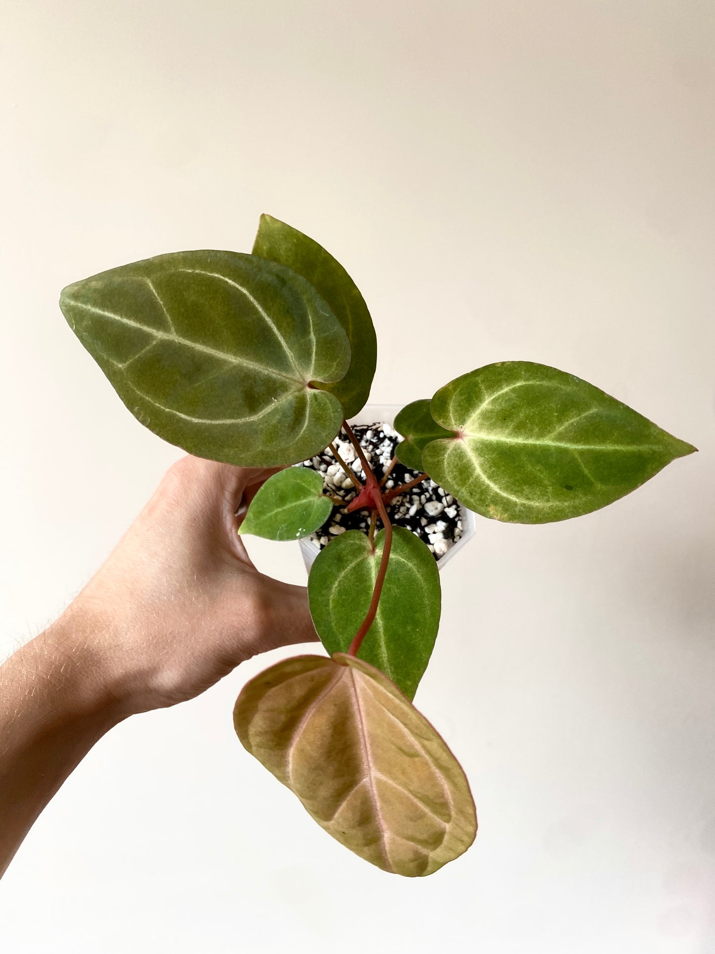 Anthurium Papillilaminum var A88 X AOS SKG (mint variegated) | 7 cm pot