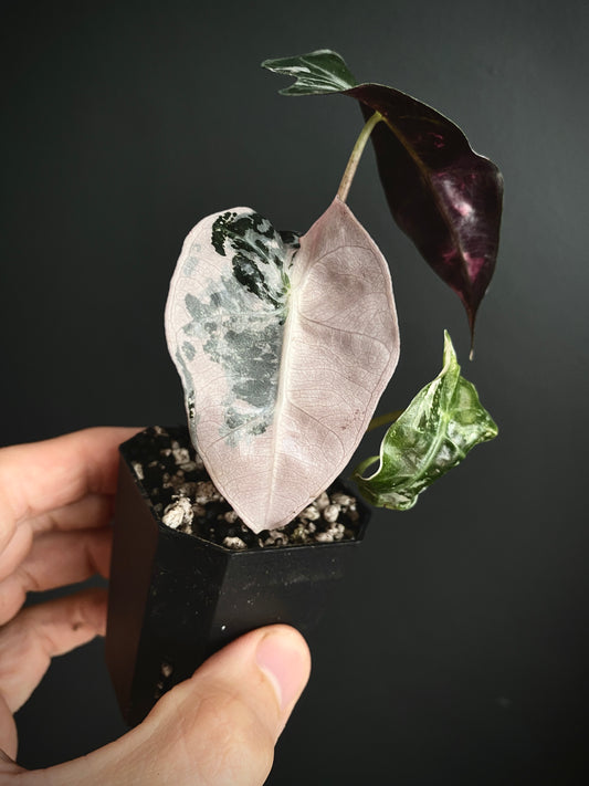 Alocasia Polly Pink variegated | 5 cm pot [B]