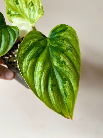 Philodendron Plowmanii variegata | 7 cm pot