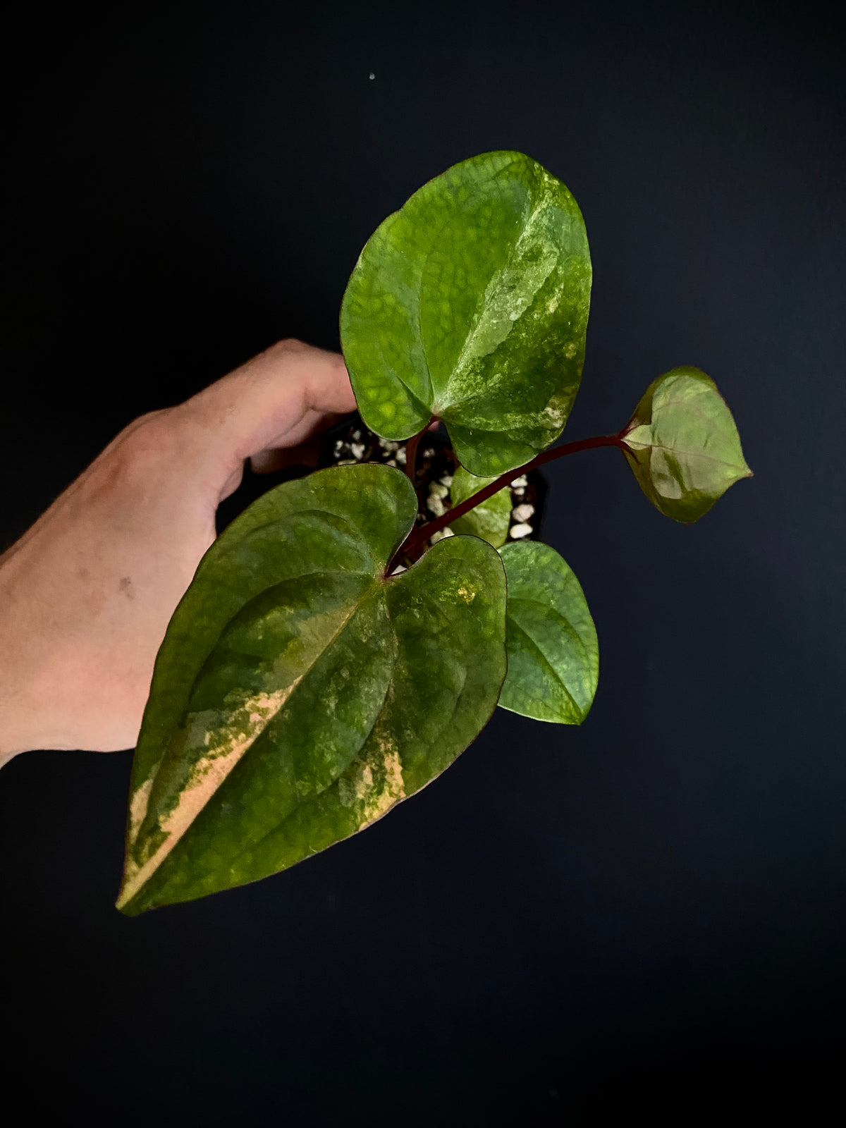 Anthurium Papillilaminum var X Guna Yala (S1) | 7 cm pot