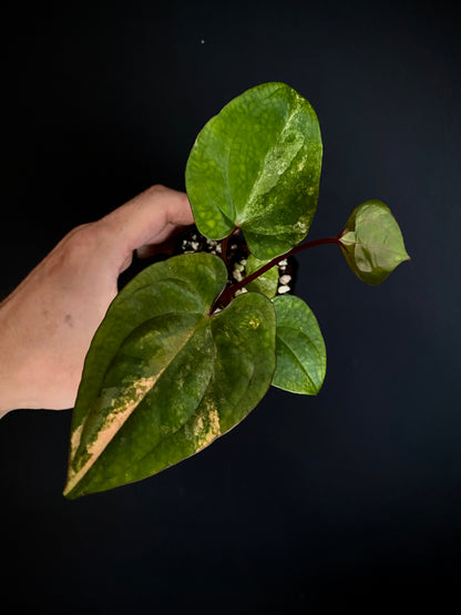 Anthurium Papillilaminum var X Guna Yala (S1) | 7 cm pot