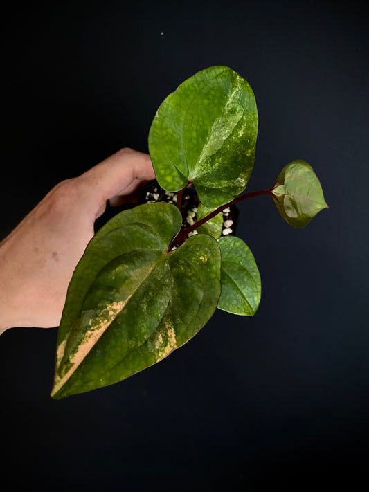 Anthurium Papillilaminum var X Guna Yala (S1) | 7 cm pot