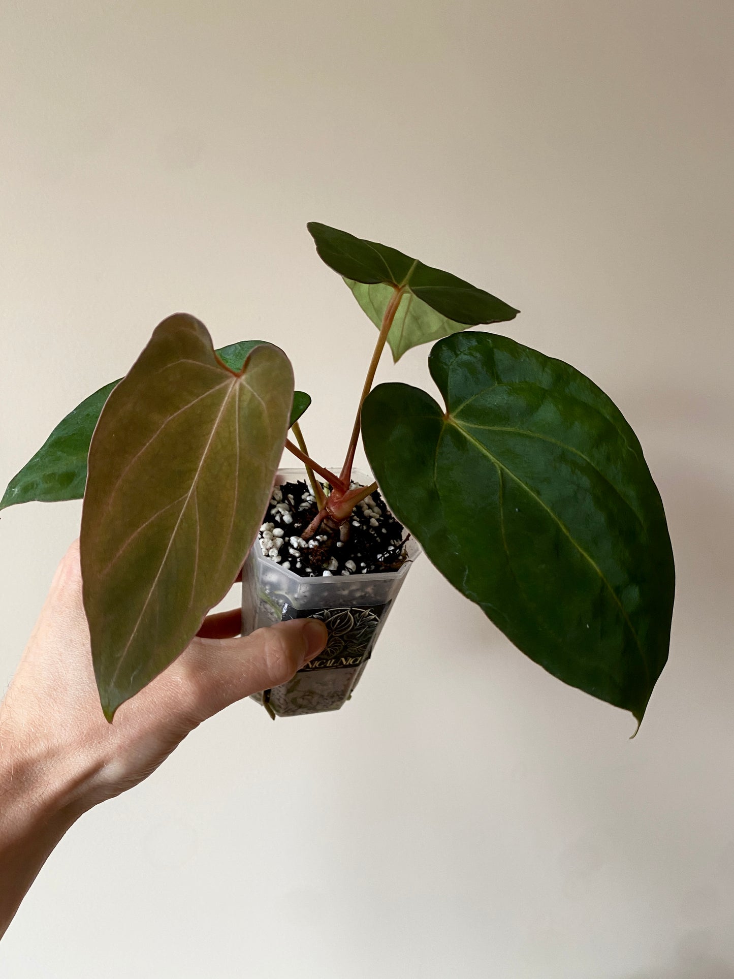 Anthurium (DoraBVEP x RLFS) X BVEP (Round x RA1) | 7 cm pot