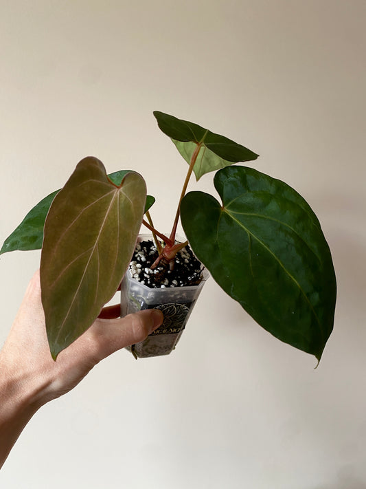 Anthurium (DoraBVEP x RLFS) X BVEP (Round x RA1) | 7 cm pot