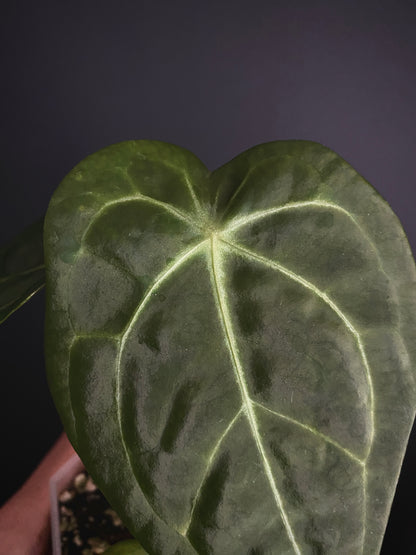 Anthurium Delta Force X Forgetii | 7 cm pot