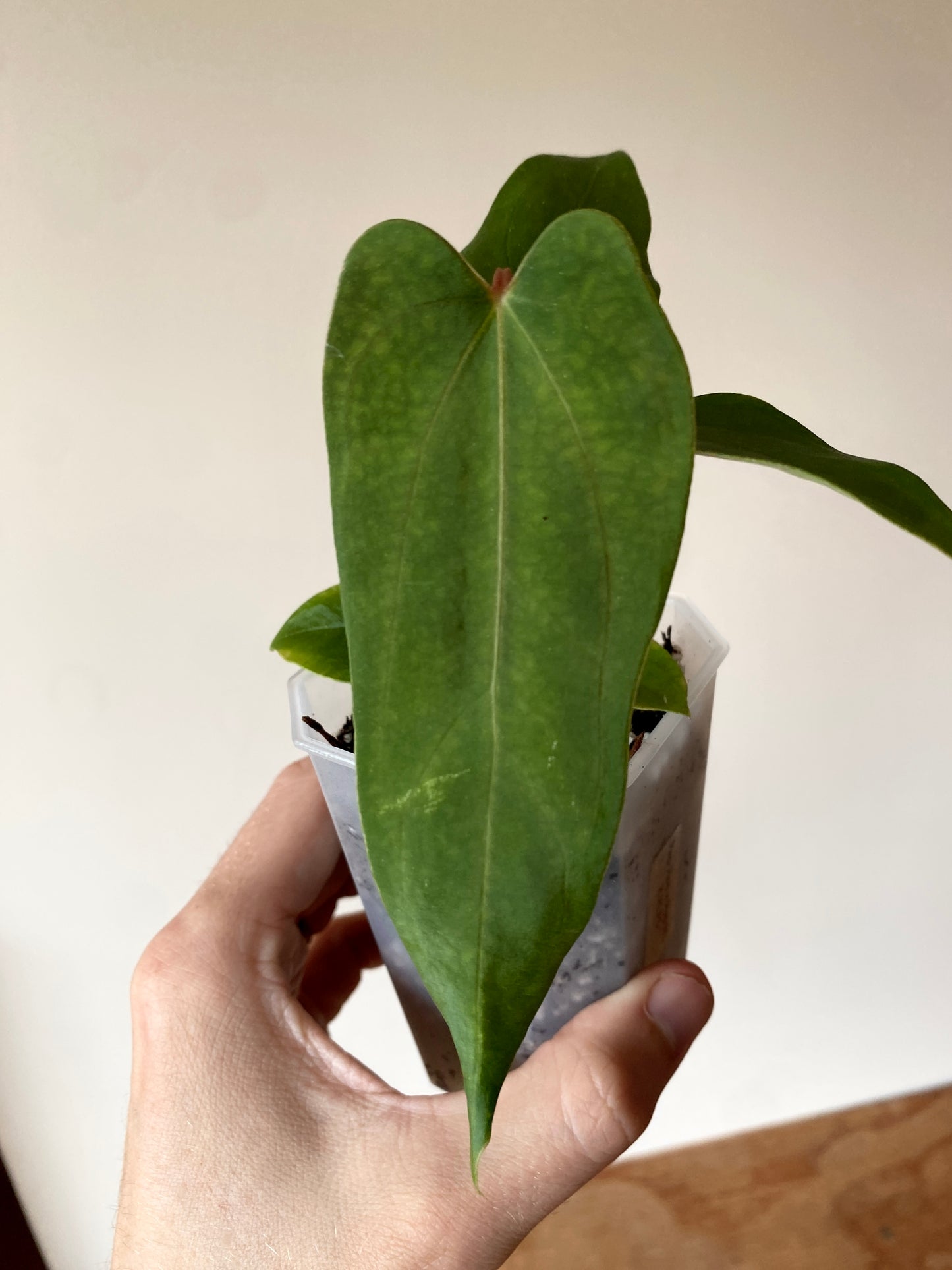 Anthurium Papillilaminum (Ree Gardens x RL) X RLFS | 7 cm pot [B]