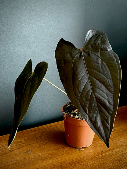 Anthurium Queen of Hearts | 12 cm pot (C)