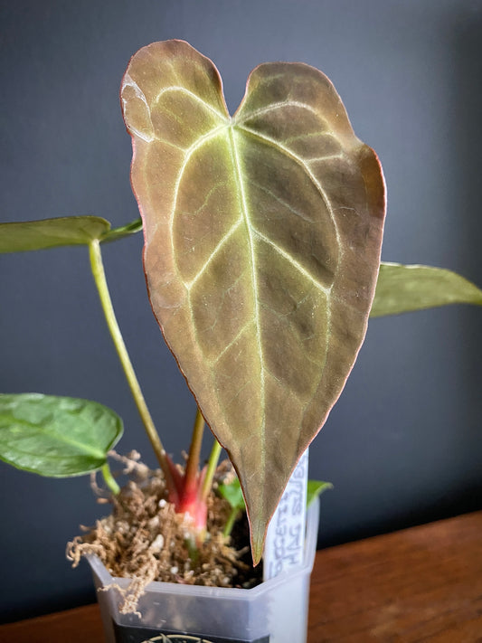 Anthurium Forgetii X Magnificum Silver | 7 cm pot