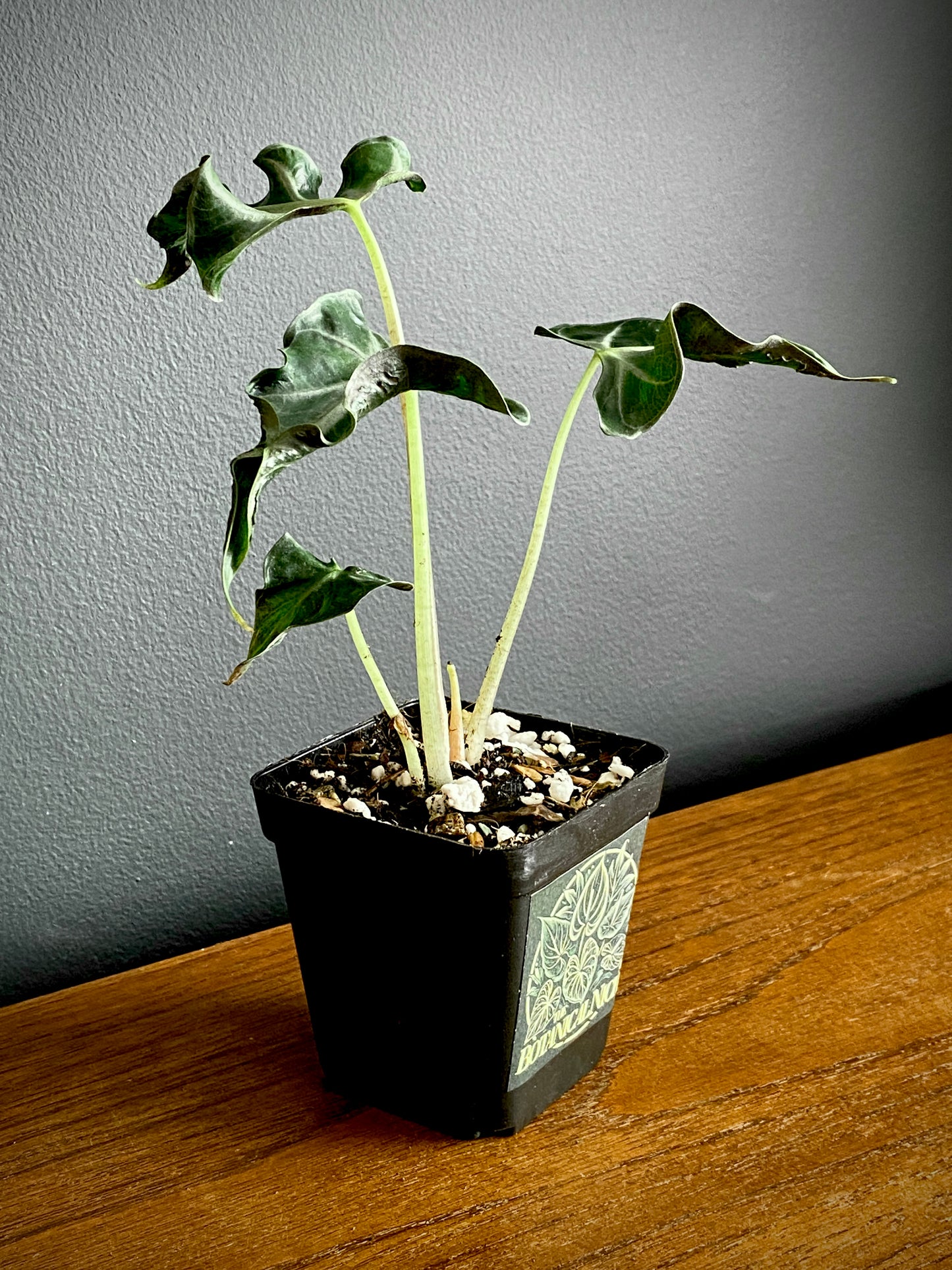 Alocasia Loco | 7 cm pot