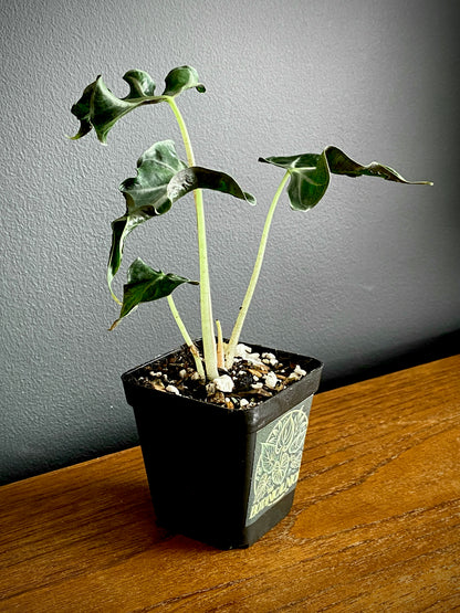 Alocasia Loco | 7 cm pot