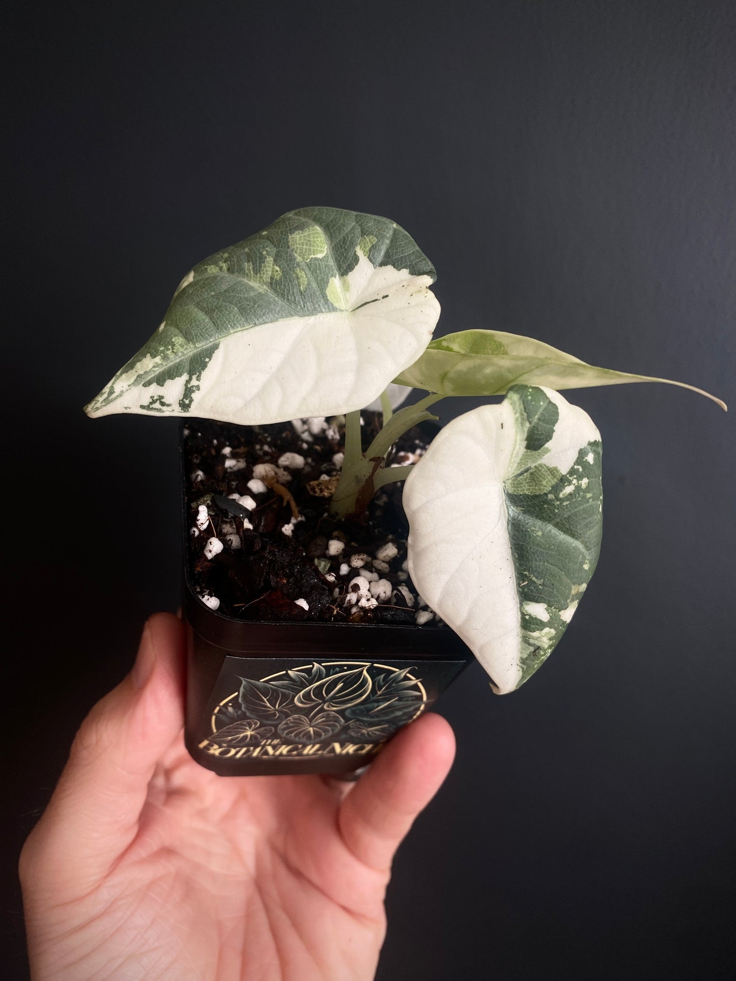 Alocasia Maharani albo variegated | 7 cm pot