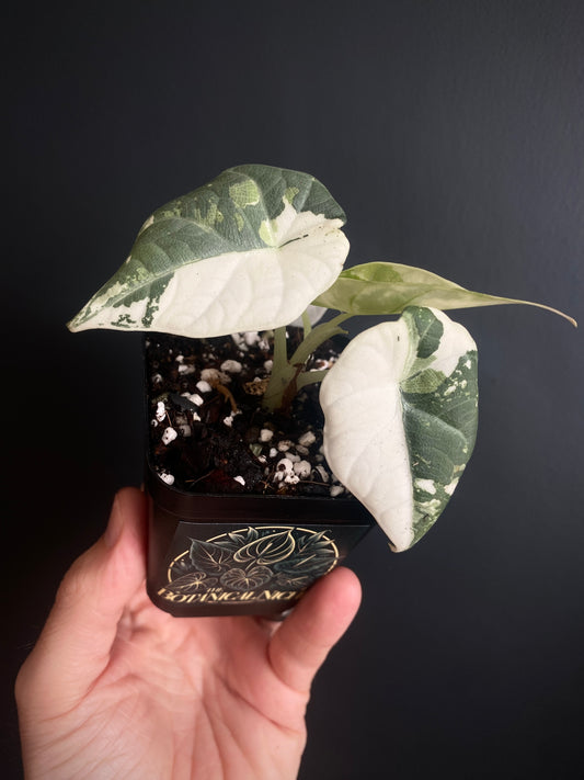 Alocasia Maharani albo variegated | 7 cm pot