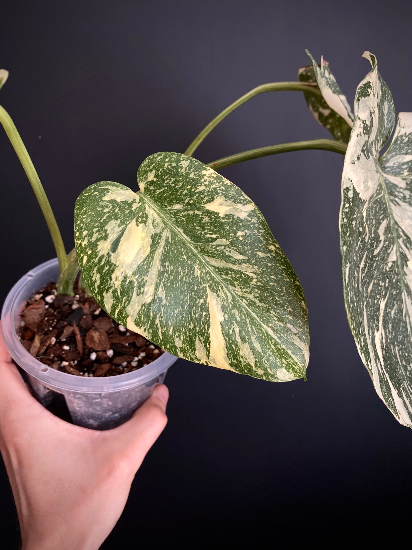 Monstera Deliciosa Crème Brûlée | 12 cm pot