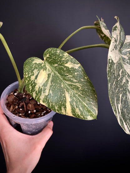 Monstera Deliciosa Crème Brûlée | 12 cm pot